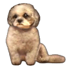 Honden Plaatjes 