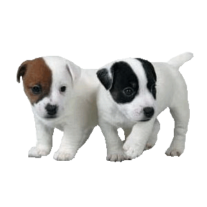 Honden Plaatjes 