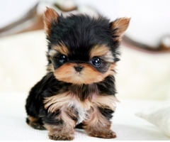 Honden Plaatjes Yorkshire Terrier Puppy Cute