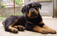 Honden Plaatjes 