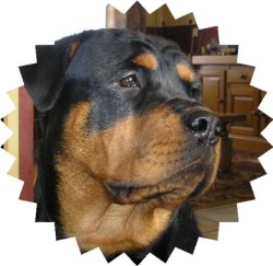 Honden Plaatjes 
