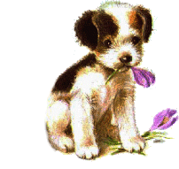Honden Plaatjes 