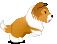 Honden Plaatjes Lasie Springend Honden