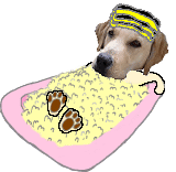 Honden Plaatjes Hond In Schuimbad