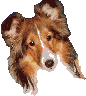 Honden Plaatjes 