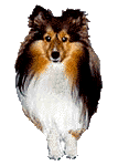 Honden Plaatjes 
