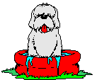 Honden Plaatjes 