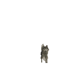 Honden Plaatjes 