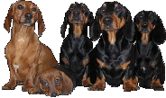 Honden Plaatjes Tekkels