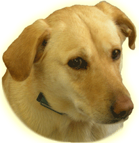 Honden Plaatjes 