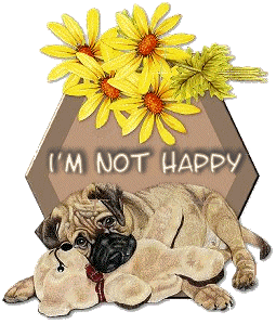 Honden Plaatjes 