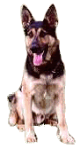 Honden Plaatjes 
