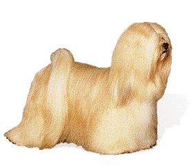 Honden Plaatjes 