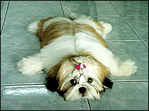 Honden Plaatjes 