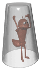 Insecten Plaatjes 