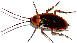 Insecten Plaatjes Spaanse Kakkerlak