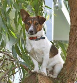 Jack russel Plaatjes 