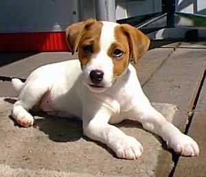 Jack russel Plaatjes 