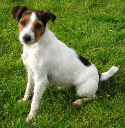 Jack russel Plaatjes 