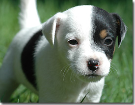 Jack russel Plaatjes 