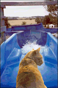 Katten Plaatjes 