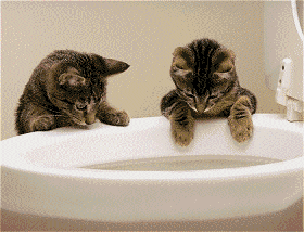 Katten Plaatjes 