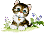 Katten Plaatjes 