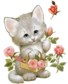 Katten Plaatjes 