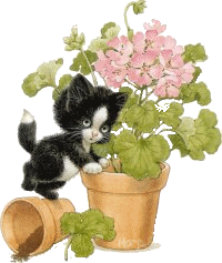 Katten Plaatjes 