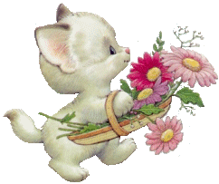 Katten Plaatjes 