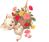 Katten Plaatjes 