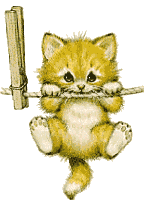 Katten Plaatjes 