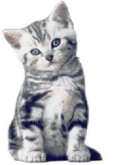 Katten Plaatjes 