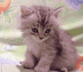 Katten Plaatjes 