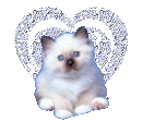 Katten Plaatjes 