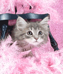 Katten Plaatjes 