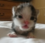 Katten Plaatjes 