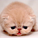 Katten Plaatjes 