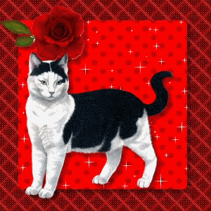 Katten Plaatjes 