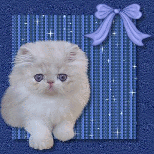 Katten Plaatjes 