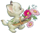 Katten Plaatjes 