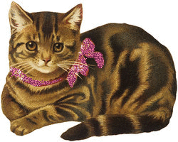 Katten Plaatjes 