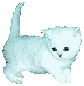Katten Plaatjes 