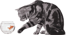 Katten Plaatjes 