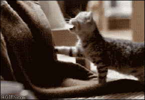 Katten Plaatjes 