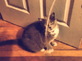 Katten Plaatjes 
