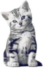 Katten Plaatjes 