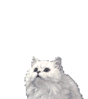 Katten Plaatjes 