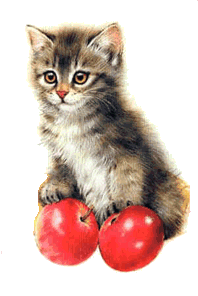 Katten Plaatjes 