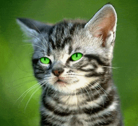 Katten Plaatjes 